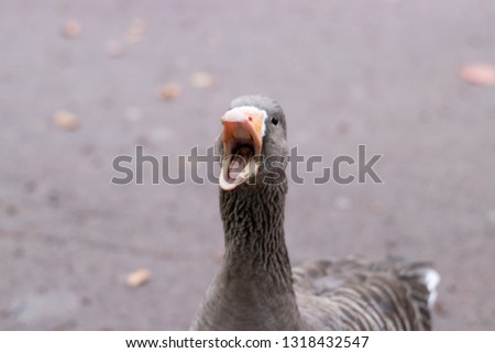 Similar – Foto Bild Eine Gans verteidigt ihre Küken oder Gössel und faucht den Angreifer an