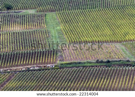 Wine region Burgundy, France