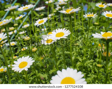 Similar – Image, Stock Photo summer memory marguerites