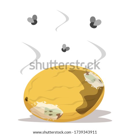Rotten melon vector isolated. Insects flying above the damaged fruit. Food waste, fungus on the product. Bad smell. Stock foto © 
