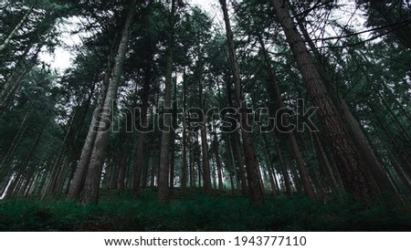 Dark mystic forest in autumn. Wilderness, magical scene of beautful nature. Fog between the trees. Outdoor view, misty effect. Photo stock © 
