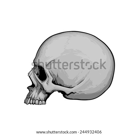 Skull in profile