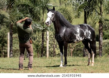 Wonderful piebald coat horse of the Mangalarga Marchador breed with its trainer. Animal training and taming concept. Сток-фото © 