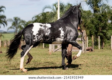 Wonderful piebald coat horse of the Mangalarga Marchador breed with its trainer. Animal training and taming concept. Сток-фото © 