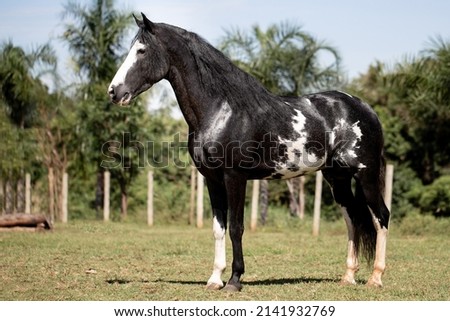 Wonderful piebald horse of the Mangalarga Marchador breed. Animal training and taming concept. Characteristic posture of the breed. Сток-фото © 