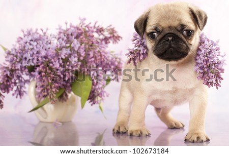close-up portrait pug puppy and spring lilas flowers