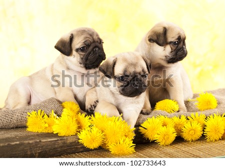pug puppy and spring dandelions flowers