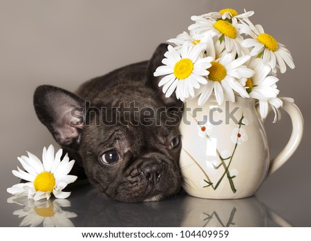 chamomile flowers and French bulldog puppy