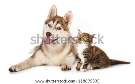 Cat and dog,  kitten  Maine Coon and  husky puppy