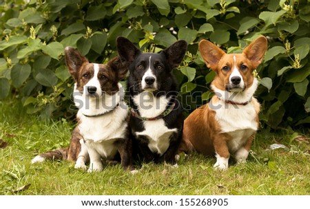 three Welsh Corgi Pembroke dogs  sitting on the grass
