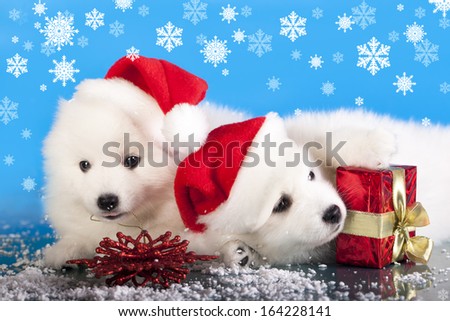 surprise christmas white puppy with a present red box