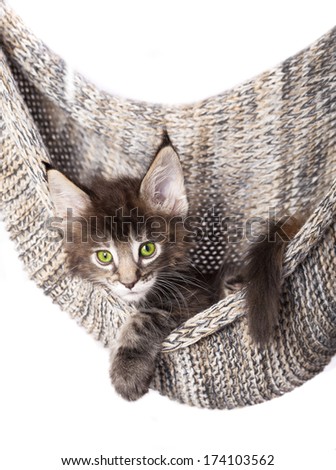 Similar – Image, Stock Photo Maine Coon cat jumps