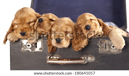 group of dogs is looking up, portrait in profile