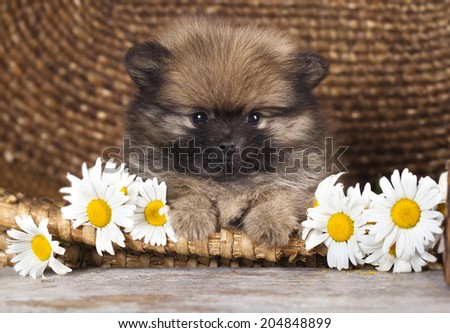 Puppy of breed a Pomeranian and flowers