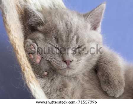 sleeping kitten in a hammock