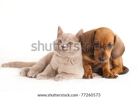 British kitten rare color (lilac)  and dog dachshund