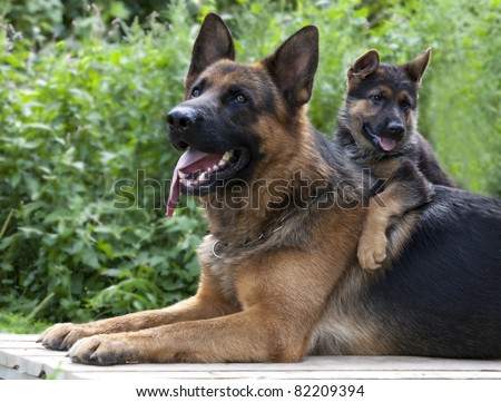 Guard dog close up shoot and puppy