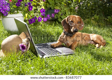 clever dog  dachshund in glasses  and laptop computer