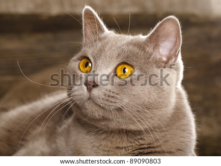 British cat, rare color (lilac) , sitting in front of vintage background
