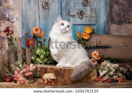 Similar – Image, Stock Photo Little boy and cat taking selfie with mobile phone on bed