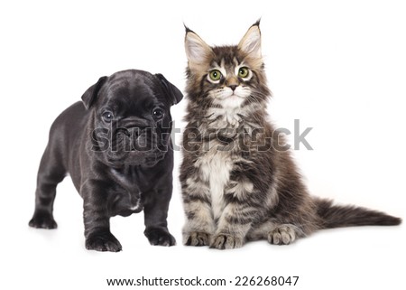 French Bulldog puppy and kitten