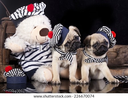 pug puppy in a suit of the seaman