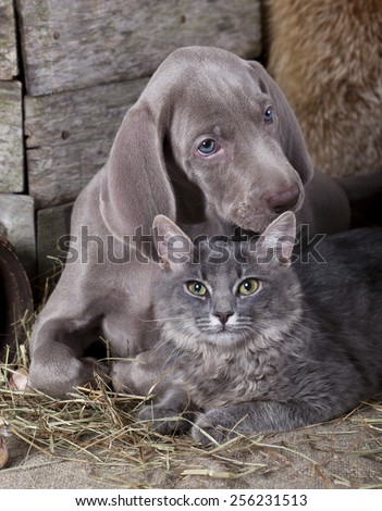 puppy and kitten , Cat and dog