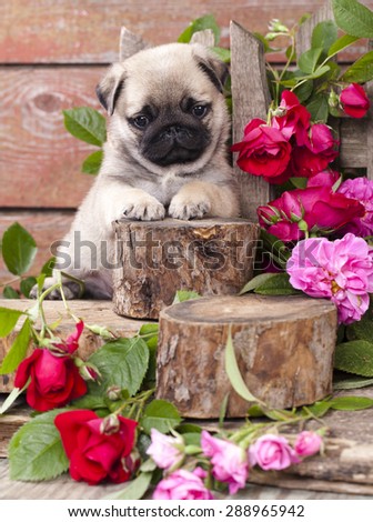 pug puppy and flower roses