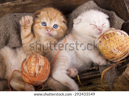 kitten and a ball of yarn