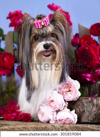 Beaver Yorkshire Terrier and roses