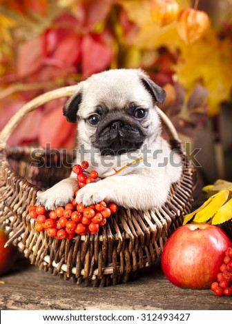pug puppy and rowan berries