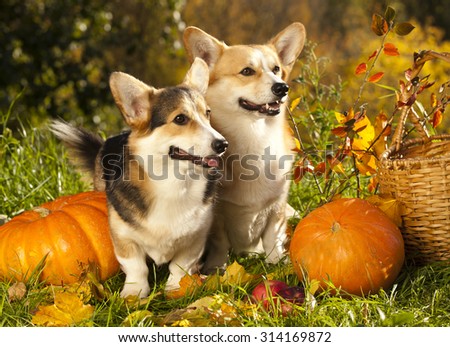 Welsh Corgi Pembroke dog and pumpkin