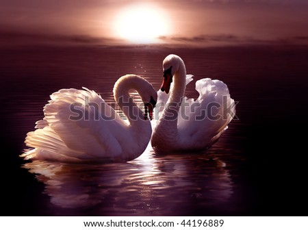 Similar – Image, Stock Photo Swans in love, forming heart, by the water.