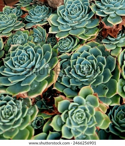 Foto Bild Nahaufnahme der Echeveria-Pflanze