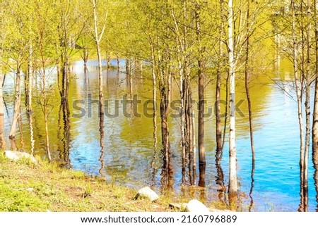 Similar – Image, Stock Photo Birch tree with reflection in bog lake, on a meadow is a bench