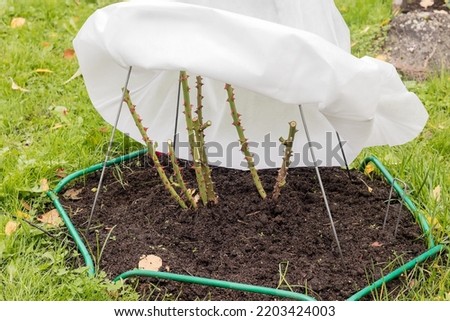 Similar – Foto Bild Rosenpflanze mit Raureif überzogen