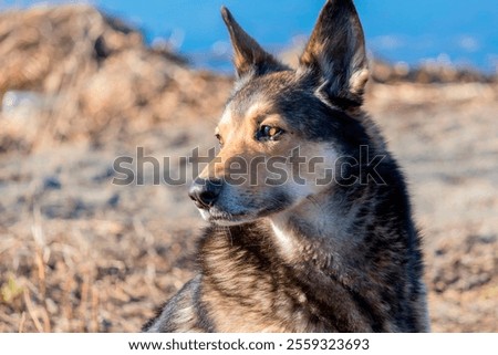 Similar – Image, Stock Photo Obedient mongrel dog muzzle on blurred park background