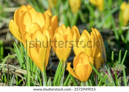 Similar – Image, Stock Photo First heralds of spring