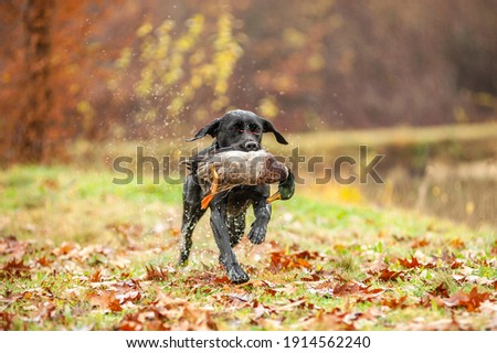 Black Labrador Retriever is running and fetching a duck. Duck hunting, labrador is retrieving game to hunter Сток-фото © 