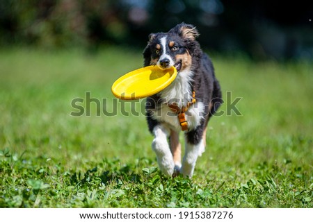 Similar – Image, Stock Photo White sheepdog with frisbee