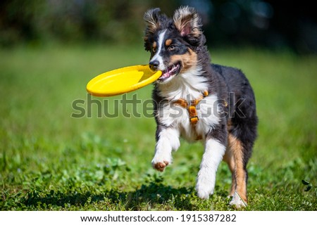 Image, Stock Photo White sheepdog with frisbee