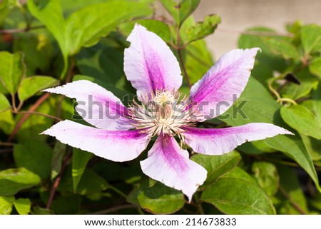 Light purple clematis flower