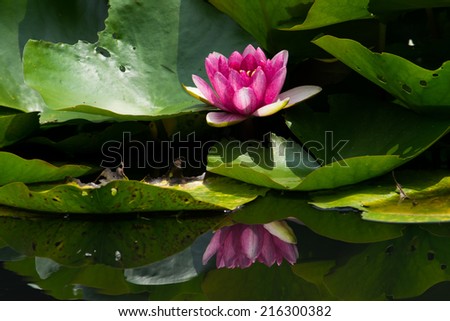 Red water lily flower