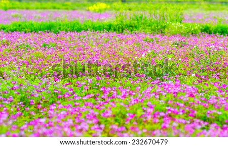 Field of pink chinese milk vetch, Astragalus sinicus, blooming at early summer