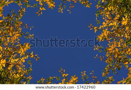 Autumn gold leaves frame