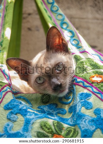 A domestic cat peeps out from a colorful embroidered bag for sale in the tourist markets near Khao San Road, Bangkok, Thailand