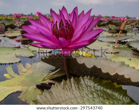 Close up of purple petals of a lotus lily surrounded by large lily pads. Tale Noi Water Park, Thailand