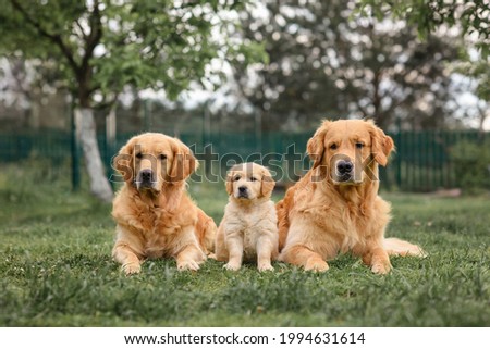 Similar – Image, Stock Photo Child with two dogs Pet