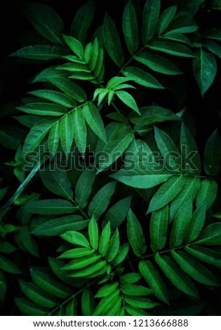 Green Leaf Background | Download Free Vector Art | Free-Vectors