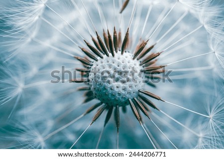 Similar – Image, Stock Photo romantic dandelion flower seed, abstract background